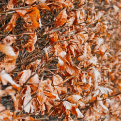 Top garden jobs to do in October