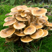 Pests and diseases