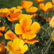 Californian poppies