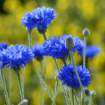 Cornflowers