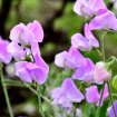 Sweet peas
