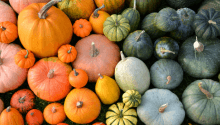 What to Do in the Garden in October: Welcoming Autumn Into Your Space