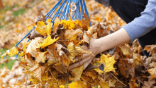 What to Do in the Garden in October: Welcoming Autumn Into Your Space