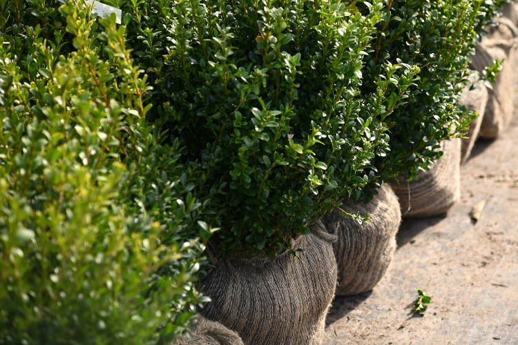 How to Plant Root Ball Hedging: A Complete Step-by-Step Guide