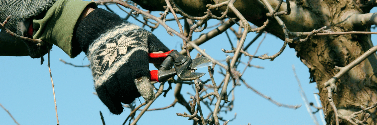 Pruning Apple Tree