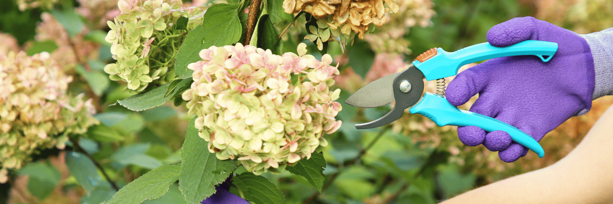 Pruning hydrangeas