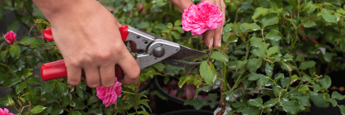 Pruning roses
