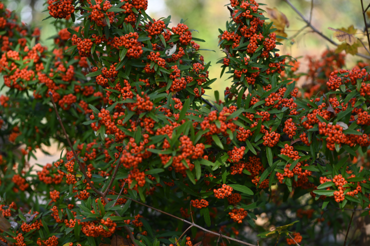 Pyracantha Hedging Guide - all you need to know