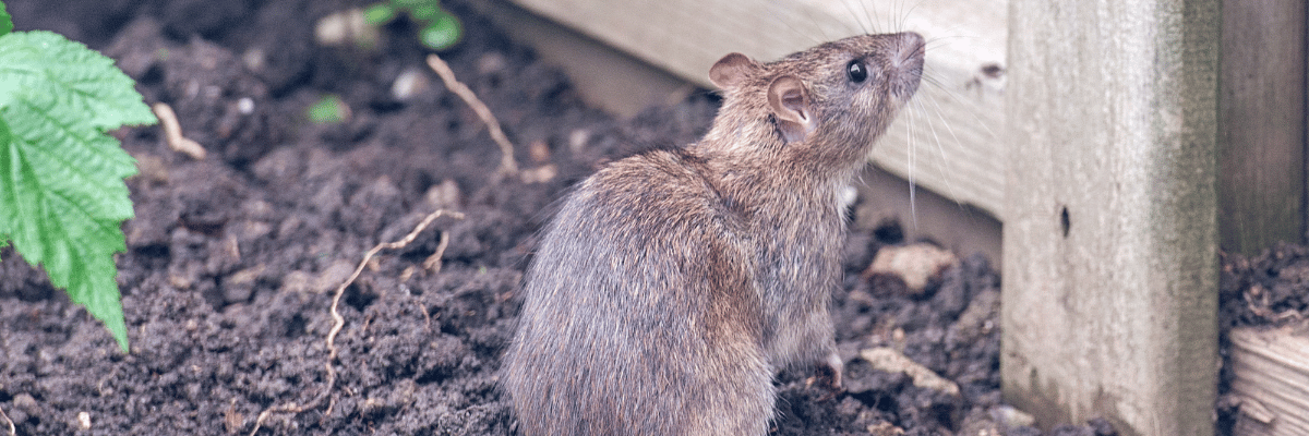 Rats in Garden