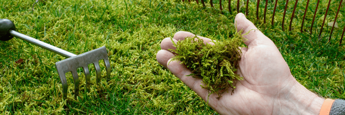 Removing moss from lawn