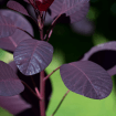 Cotinus