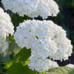 Hydrangeas