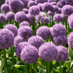 Allium
