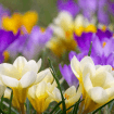 Crocus