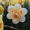 Daffodils