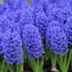 Hyacinths