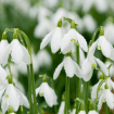 Snowdrop