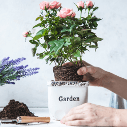 Top garden jobs to do in September