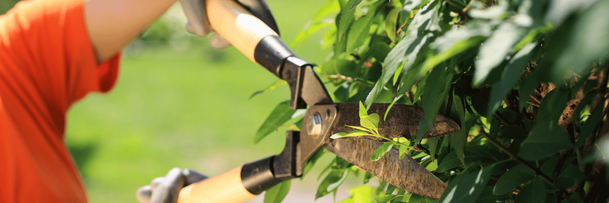 Trimming a hedge