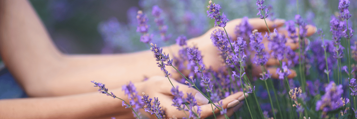 Assessing Lavender for Pruning