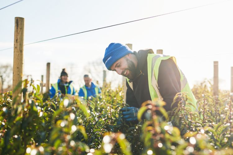 Hedges Direct Plant Guarantee 
