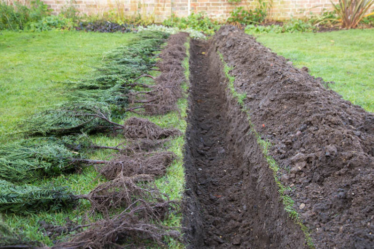 How to Plant a Hedge: A Complete Guide for Perfect Hedging