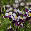 Aquilegia