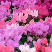 Hardy cyclamen