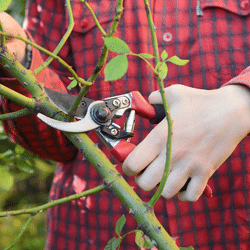 Top garden jobs to do in December