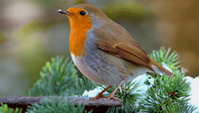 What to Do in the Garden in December: Winter Gardening Jobs