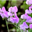 Sweet Peas
