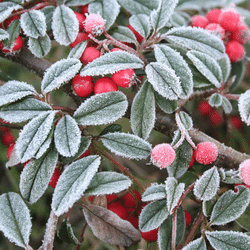Top garden jobs to do in December