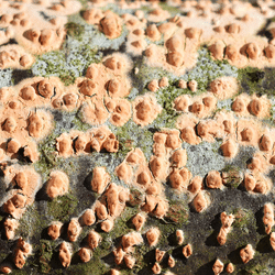 Pests and diseases