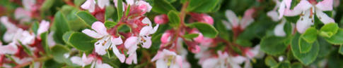 Flowering Hedging
