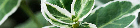 Flowering Hedging